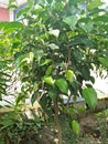 Ficus Benjamina (Weeping Fig)